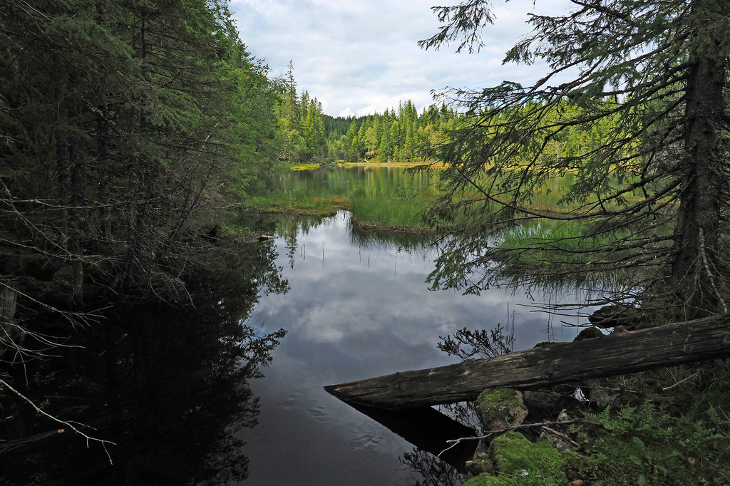 Løken i bekken fra Hakklokroktjern