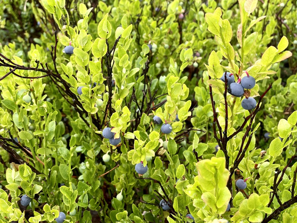 Det blånes i skogen