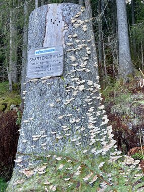 Fra rekord til kunst