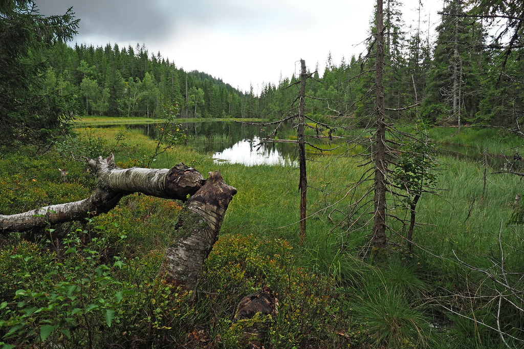 Bevergnag ved Hakklokroktjern