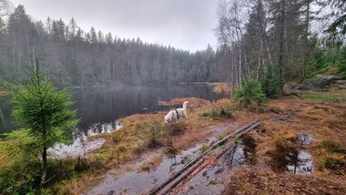 Vått ved Fiskelaustjern