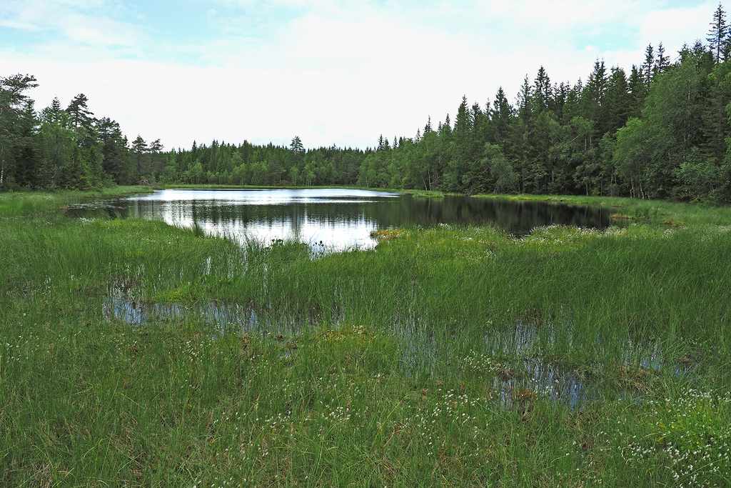 Ormetjern vest for Auretjern