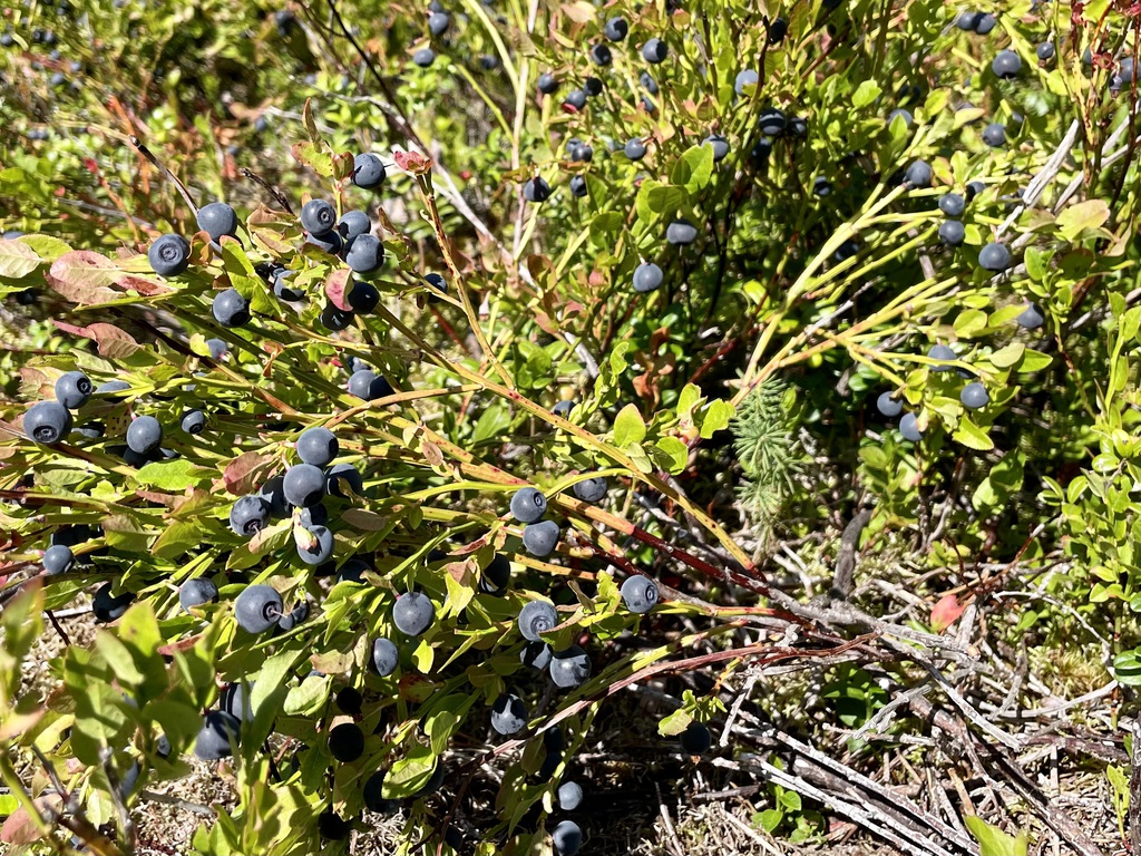 Blåbærbonanza