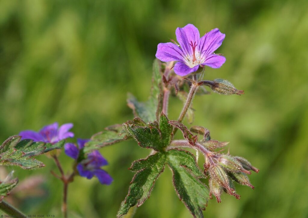 Skogstorkenebb på Slåttemyra