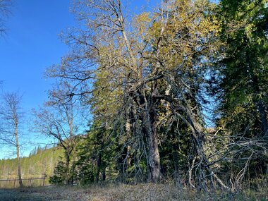 En gammel kall ved Hauken