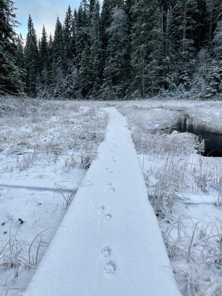 Reven foretrekker også gangbanen