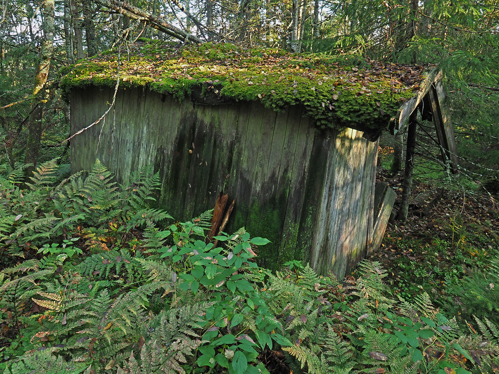 Friskhytta: vindskjevt skjul