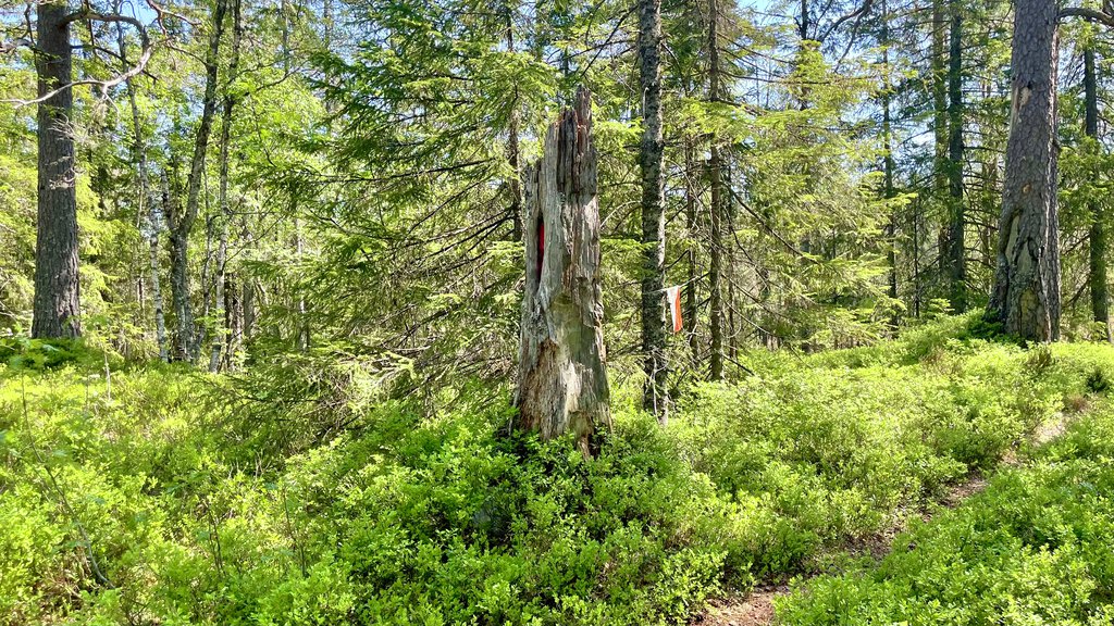 Ved Delefurua i Kjekstadmarka