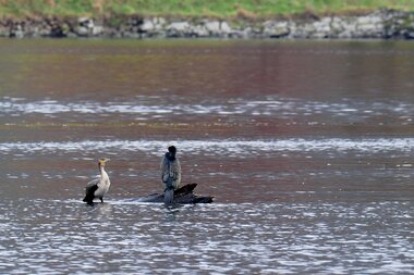 To skarver og en stubb av dykalbe