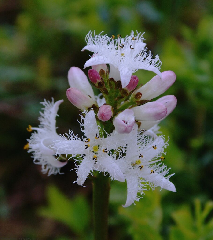 Bukkeblad på Slåttemyra
