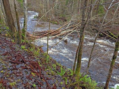 En vase av vindfall og rekved