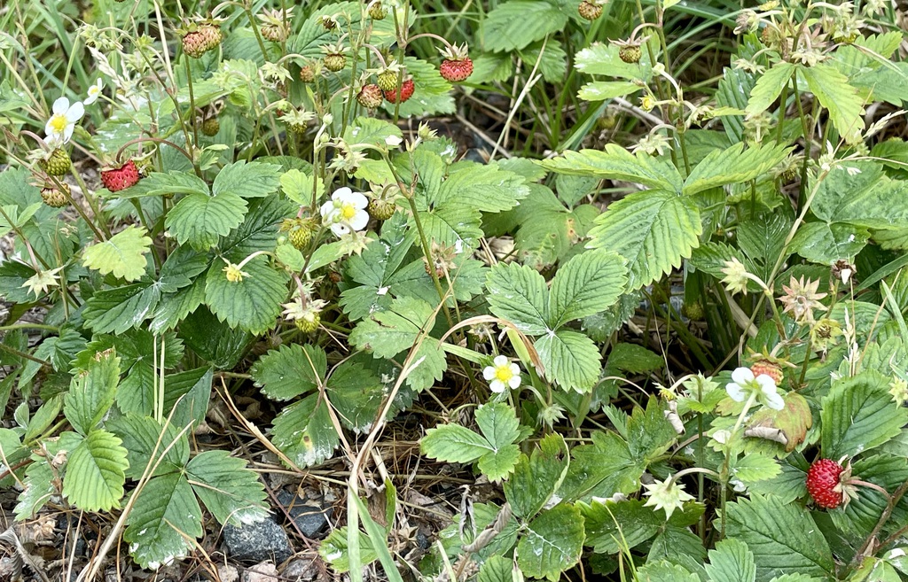 Markjordbær på gang