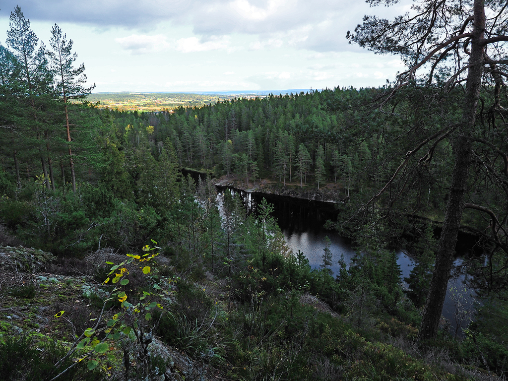 Lusevasan i dyp skygge