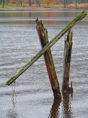 En dykalbe i stadig forfall
