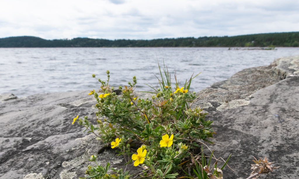 Sølvmure med fjordutsikt