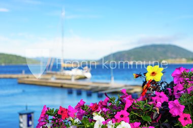 Blomster Drøbak sentrum 