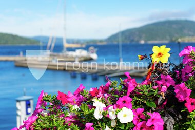 Blomster Drøbak sentrum 