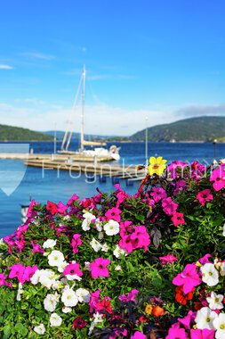 Blomster Drøbak sentrum 