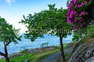 Blomster Drøbak sentrum 