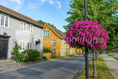 Blomster Drøbak sentrum 