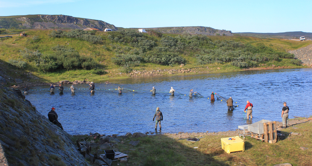 Notfangst av pukkellaks