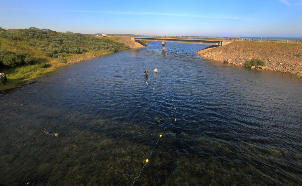 Notfangst av pukkellaks