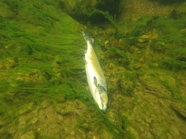 Pukkellaks i Finnmark