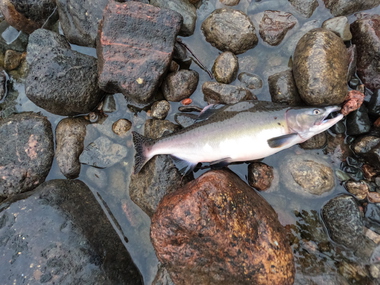 Pukkellaks i Finnmark