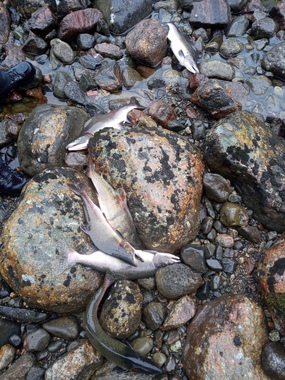 Pukkellaks i Finnmark