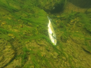 Pukkellaks i Finnmark