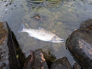 Pukkellaks i Finnmark