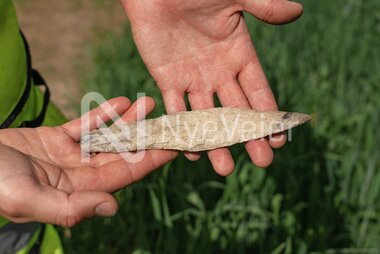 Dolk datert til ca år 2000 før kristus