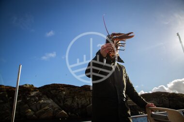 Hummerfiske på Utsira