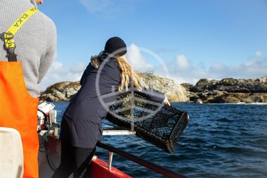 Hummerfiske på Utsira