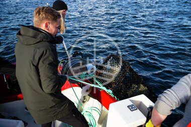 Hummerfiske på Utsira