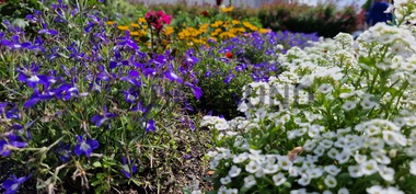 Blomsterbed i Haugesund sentrum