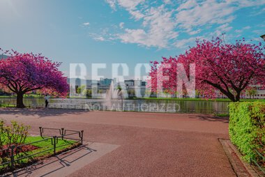 Blomstring rundt Lille Lungegårdsvann