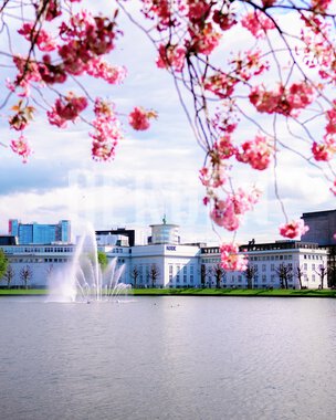 Blomstring rundt Lille Lungegårdsvann