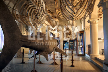 Universitetsmuseet i Bergen 