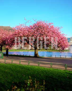 Blomstring rundt Lille Lungegårdsvann