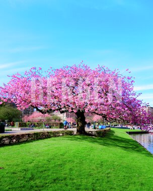 Blomstring rundt Lille Lungegårdsvann