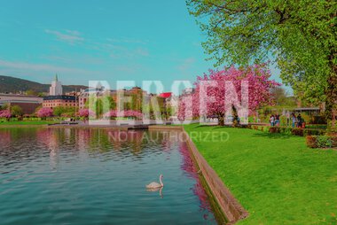 Blomstring rundt Lille Lungegårdsvann