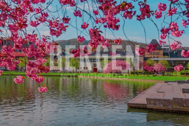 Blomstring rundt Lille Lungegårdsvann