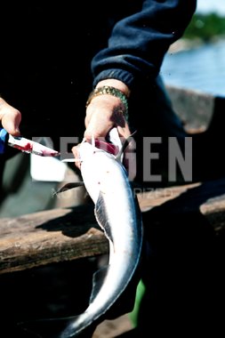 Cornelius Sjømatrestaurant