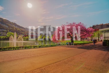 Blomstring rundt Lille Lungegårdsvann