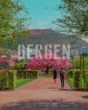 Blomstring rundt Lille Lungegårdsvann