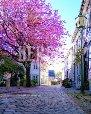 En av Bergens mange sjarmerende gater