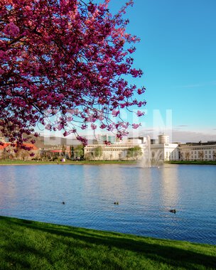 Blomstring rundt Lille Lungegårdsvann