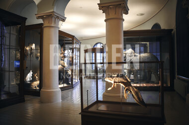 Universitetsmuseet i Bergen 