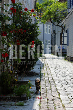 Et av Bergens mange sjarmerende smau